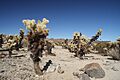 Cylindropuntia bigelovii Joshua Tree