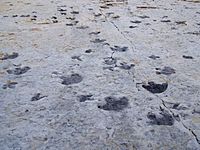 Archivo:Dinosaur Ridge tracks
