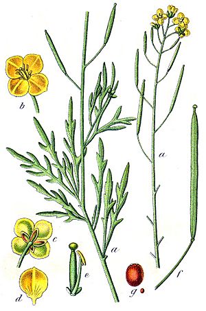 Archivo:Diplotaxis tenuifolia Sturm32
