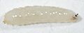 Drosophila 2nd instar larva