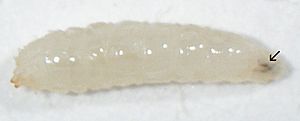 Archivo:Drosophila 2nd instar larva
