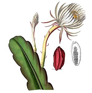 Archivo:Epiphyllum hookeri pm1