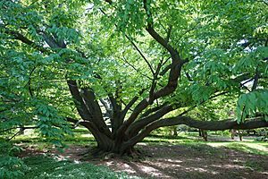 Archivo:Fagus engleriana - Morris Arboretum - DSC00475
