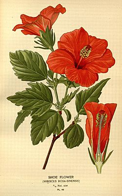 Favourite flowers of garden and greenhouse (Pl. 49) (7789088308).jpg