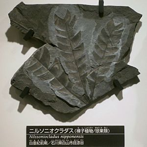 Archivo:Fossil of Nilssoniocladus nipponensis