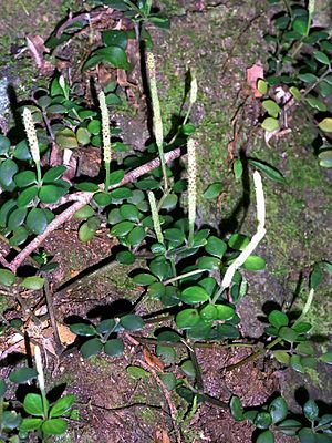 Archivo:Four-leaved Peperomia Minnamurra