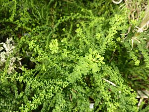 Archivo:Genista canariensis