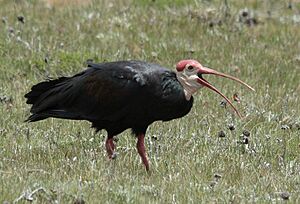 Archivo:Geronticus calvus -Lesotho-8