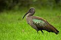 Hadeda Ibis Portrait