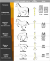 Horseevolution-es