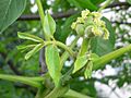 Juglans flower female 20050526 064 part