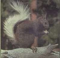Archivo:Kaibab-squirrel
