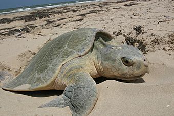 Archivo:Kemp's Ridley sea turtle nesting