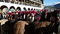 LLamas en Huamanga (2363262984)