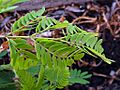 Leucaena-hoja-1