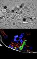 Linfoc T citotóx Sinapsis inmunol