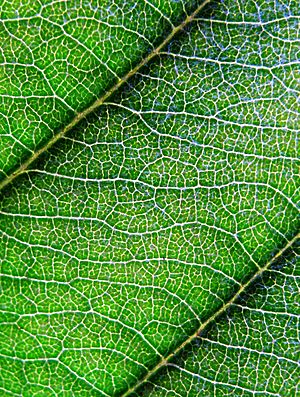 Archivo:Loquat leaf