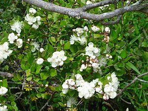 Archivo:Luma apiculata-Arrayán (flor)