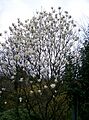 Magnolia denudata1