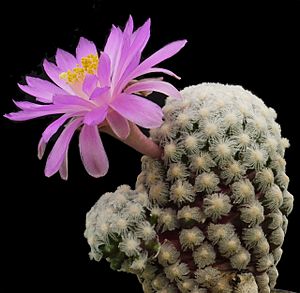 Archivo:Mammillaria theresae, Coneto Pass, DGO.