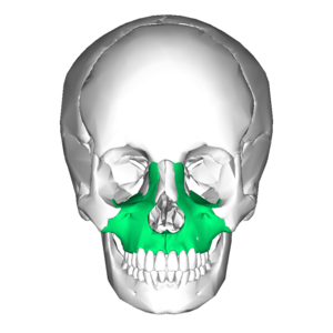 Archivo:Maxilla anterior