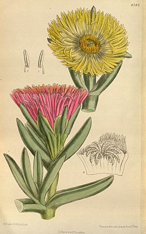 Archivo:Mesembryanthemum edule 144-8783