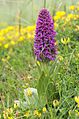 Mg-k d1002021 dactylorhiza purpurella