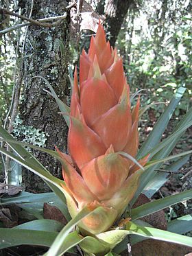 Moxviquil Bromeliad.jpg