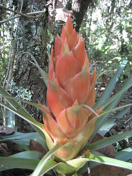 Moxviquil Bromeliad