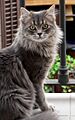Nagec cat