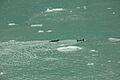 Nutrias marinas (Enhydra lutris), Parque Nacional Bahía del Glaciar, Alaska, Estados Unidos, 2017-08-19, DD 69