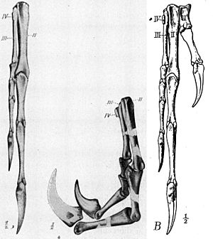Archivo:Ornitholestes hand