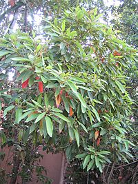 Persea indica (Nanosanchez).jpg