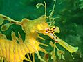 Phycodurus eques P2023154