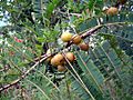Phyllanthus officinalis
