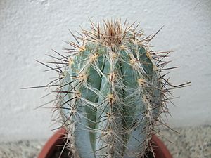 Archivo:Pilosocereus tweedyanus