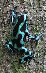 Archivo:Poison dart frog panama