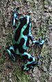 Poison dart frog panama