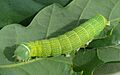 Rundflügel-Kätzcheneule (Orthosia cerasi) - Raupe 1 HS