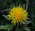 Safflower