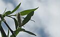 Salix chilensis