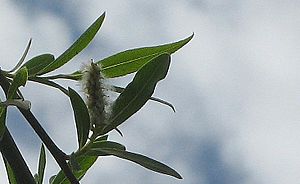 Archivo:Salix chilensis