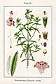 Satureja hortensis Sturm51