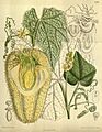 Sechium edule 143-8738