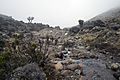Senecio kilimanjari stream Tanzania