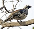 Spotted Quail-thrush (Cinclosoma punctatum)