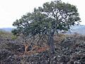 Starr 010516-0010 Diospyros sandwicensis
