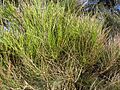 Starr 040120-0213 Casuarina glauca