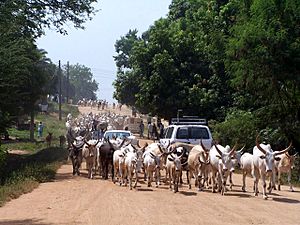 Archivo:Sudan Juba cattle on street