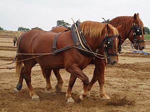 Archivo:Suffolk horses ploughing